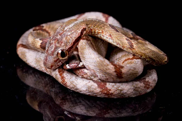 Boiga Cynodon 俗称犬牙猫蛇 在黑色背景下被分离出来 — 图库照片