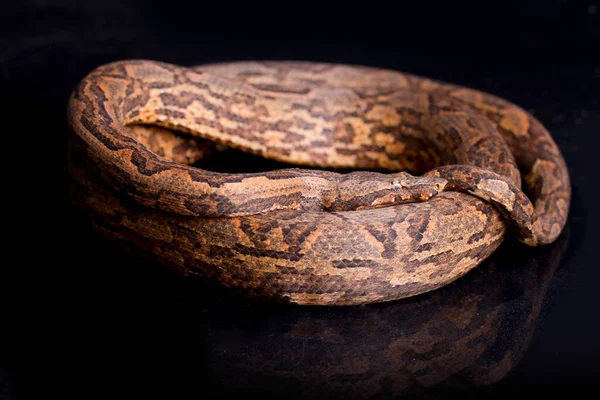 Nieuw Guinea Boom Boa Candoia Carinata Carinata Geïsoleerd Zwarte Achtergrond — Stockfoto