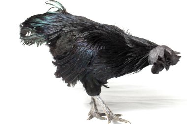 Siyah Horoz Ayam Cemani Tavuk beyaz arka planda izole.