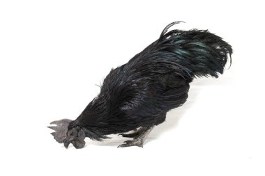 Siyah Horoz Ayam Cemani Tavuk beyaz arka planda izole.