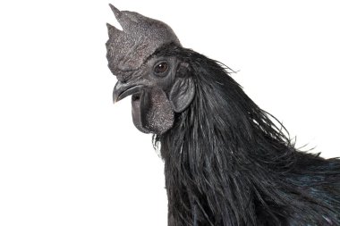 Siyah Horoz Ayam Cemani Tavuk beyaz arka planda izole.
