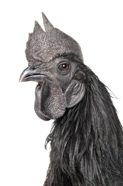 Siyah Horoz Ayam Cemani Tavuk beyaz arka planda izole.
