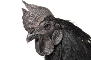 Siyah Horoz Ayam Cemani Tavuk beyaz arka planda izole.