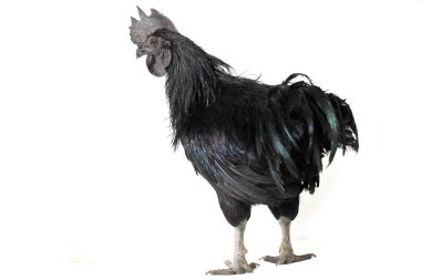 Siyah Horoz Ayam Cemani Tavuk beyaz arka planda izole.