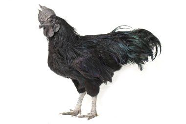 Siyah Horoz Ayam Cemani Tavuk beyaz arka planda izole.