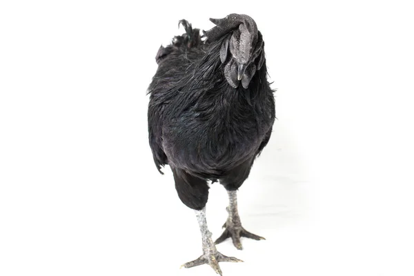 Černý Kohout Ayam Cemani Kuře Izolované Bílém Pozadí — Stock fotografie