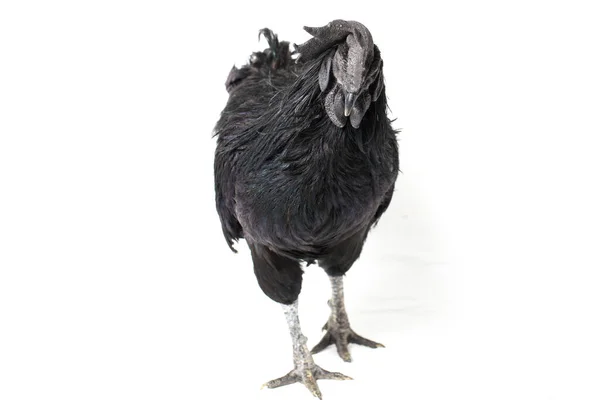 Μαύρο Κόκορα Ayam Cemani Κοτόπουλο Απομονωμένο Λευκό Φόντο — Φωτογραφία Αρχείου