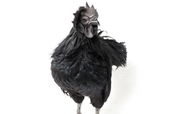 Black Rooster Ayam Cemani Chicken Isolated White Background — Stock Photo, Image