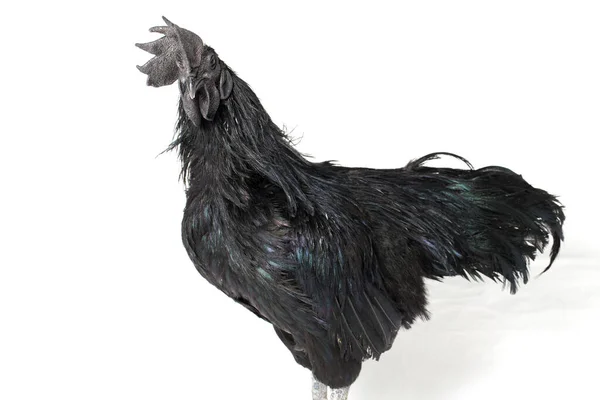 Μαύρο Κόκορα Ayam Cemani Κοτόπουλο Απομονωμένο Λευκό Φόντο — Φωτογραφία Αρχείου