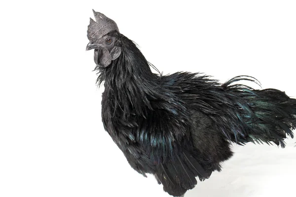 Μαύρο Κόκορα Ayam Cemani Κοτόπουλο Απομονωμένο Λευκό Φόντο — Φωτογραφία Αρχείου