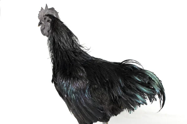 Zwarte Haan Ayam Cemani Kip Geïsoleerd Witte Achtergrond — Stockfoto