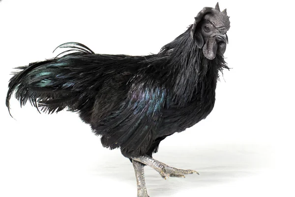 Ayam Ayam Ayam Ayam Cemani Hitam Diisolasi Latar Belakang Putih — Stok Foto