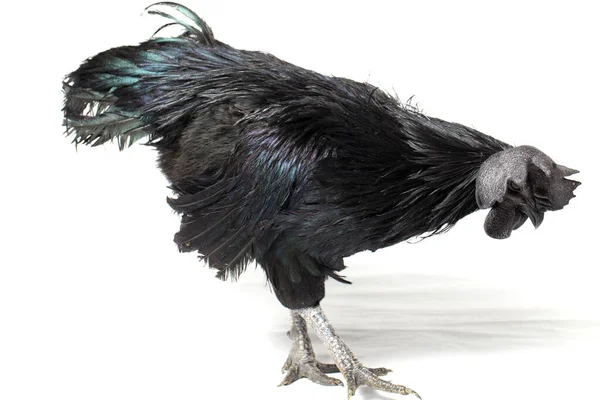 Black Rooster Ayam Cemani Chicken Ізольований Білому Тлі — стокове фото