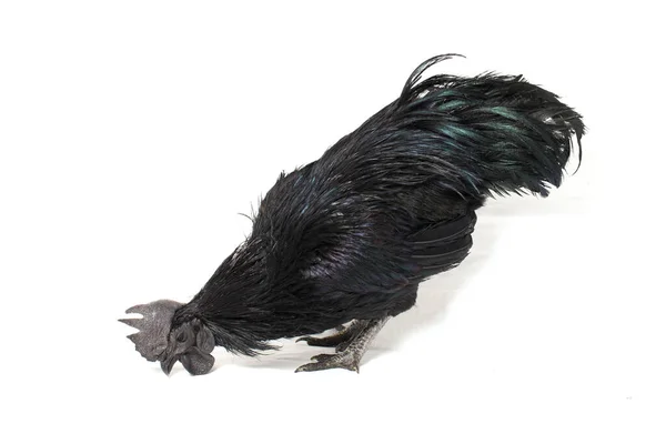 Μαύρο Κόκορα Ayam Cemani Κοτόπουλο Απομονωμένο Λευκό Φόντο — Φωτογραφία Αρχείου