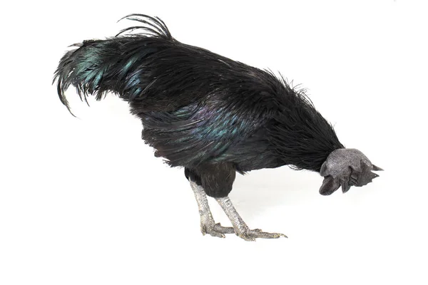 Gallo Negro Ayam Cemani Pollo Aislado Sobre Fondo Blanco — Foto de Stock