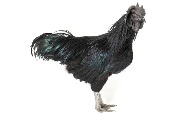 Gallo Negro Ayam Cemani Pollo Aislado Sobre Fondo Blanco —  Fotos de Stock