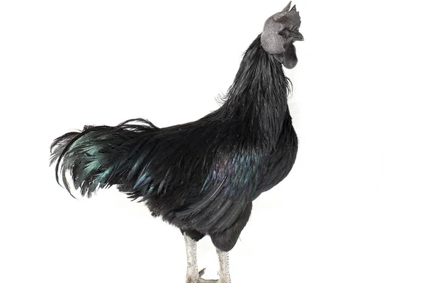 Μαύρο Κόκορα Ayam Cemani Κοτόπουλο Απομονωμένο Λευκό Φόντο — Φωτογραφία Αρχείου