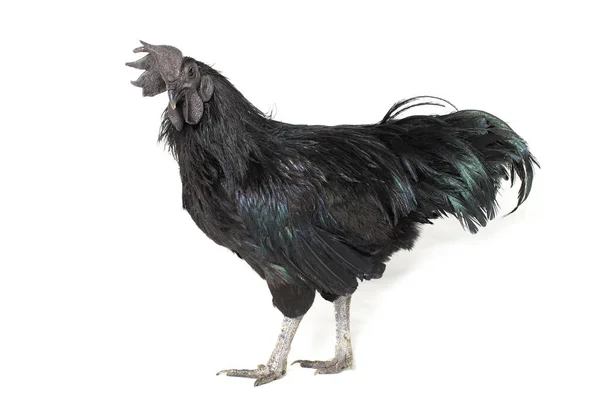 Gallo Negro Ayam Cemani Pollo Aislado Sobre Fondo Blanco —  Fotos de Stock