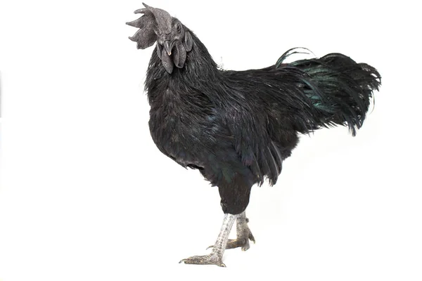 Black Rooster Ayam Cemani Chicken Ізольований Білому Тлі — стокове фото