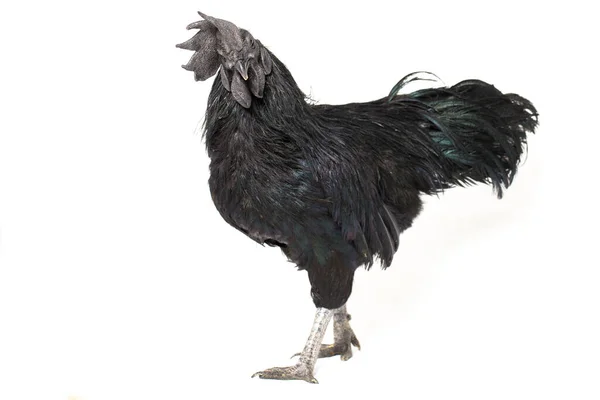 Fekete Kakas Ayam Cemani Csirke Elszigetelt Fehér Alapon — Stock Fotó