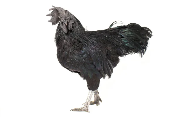 白背景的黑公鸡Ayam Cemani鸡 — 图库照片