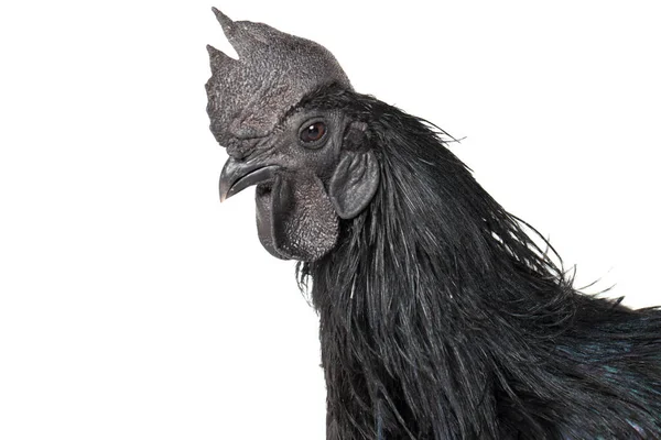 Black Rooster Ayam Cemani Chicken Isolated White Background — Stock Photo, Image