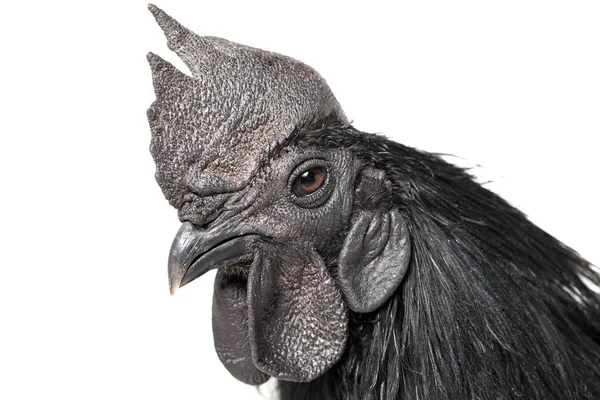 Ayam Cemani Chicken島の白い背景に隔離された — ストック写真