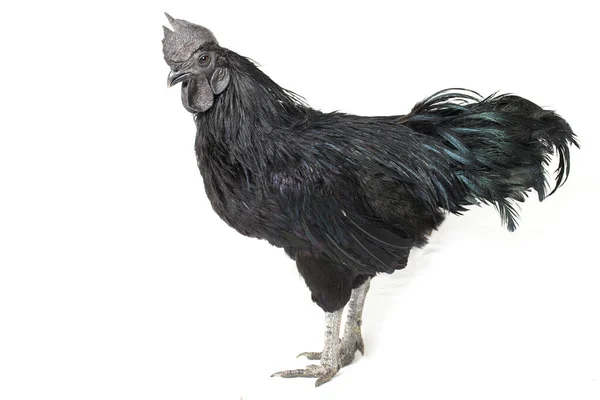 Gallo Negro Ayam Cemani Pollo Aislado Sobre Fondo Blanco —  Fotos de Stock