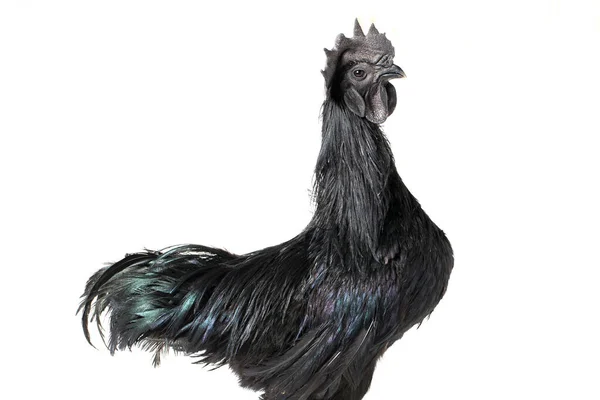 Black Rooster Ayam Cemani Chicken Ізольований Білому Тлі — стокове фото