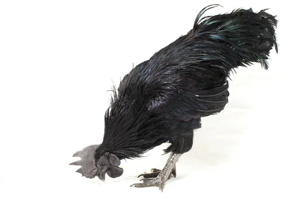 Fekete Kakas Ayam Cemani Csirke Elszigetelt Fehér Alapon — Stock Fotó