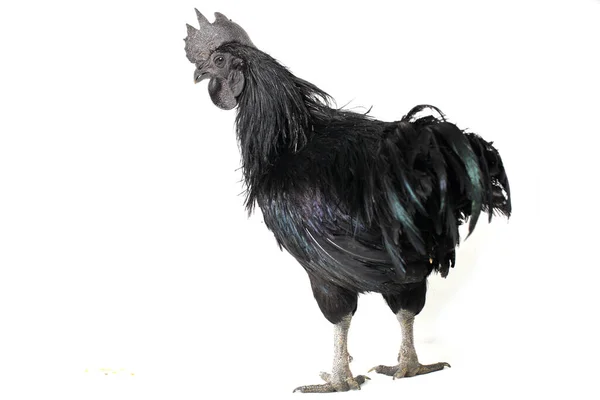 Siyah Horoz Ayam Cemani Tavuk Beyaz Arka Planda Izole — Stok fotoğraf