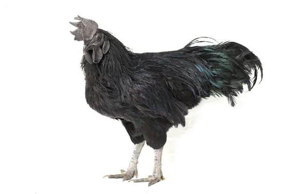 Gallo Negro Ayam Cemani Pollo Aislado Sobre Fondo Blanco —  Fotos de Stock