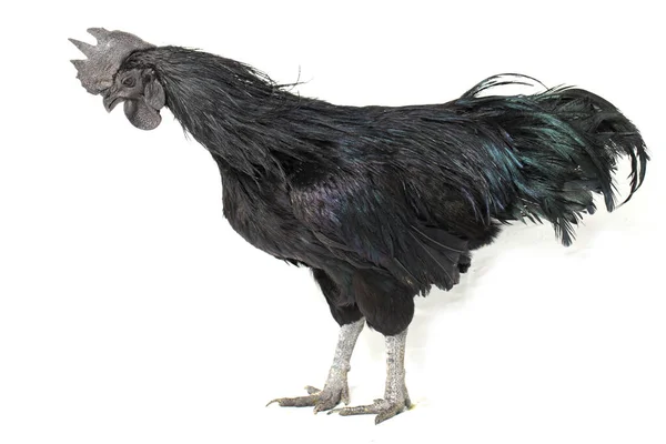 Black Rooster Ayam Cemani Chicken Isolated White Background — Stock Photo, Image