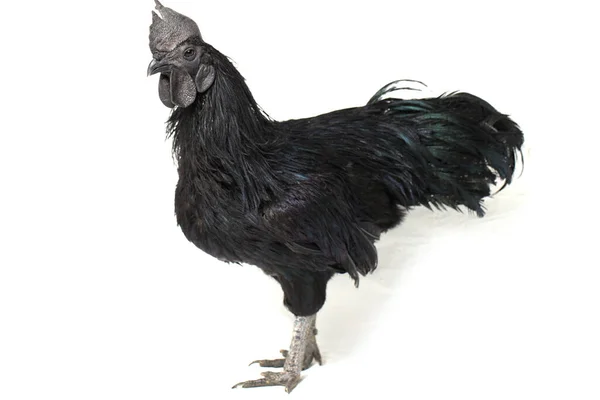 Μαύρο Κόκορα Ayam Cemani Κοτόπουλο Απομονωμένο Λευκό Φόντο — Φωτογραφία Αρχείου