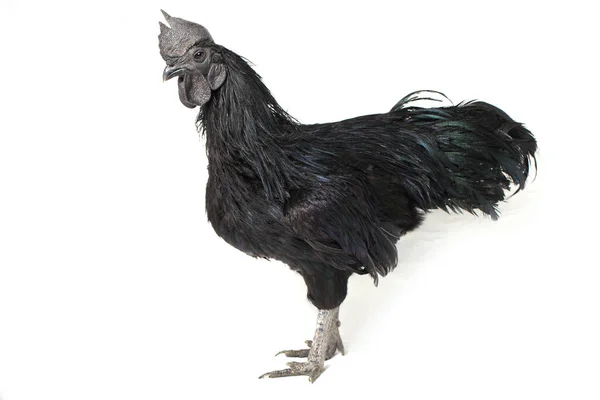 Μαύρο Κόκορα Ayam Cemani Κοτόπουλο Απομονωμένο Λευκό Φόντο — Φωτογραφία Αρχείου