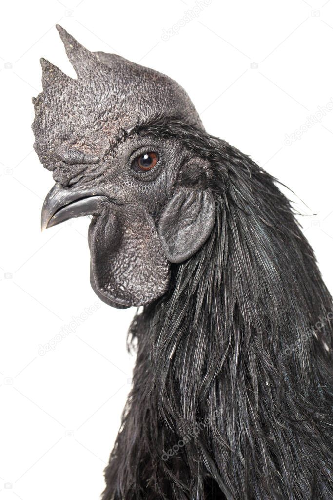 Black Rooster Ayam Cemani Chicken isolated on white background.