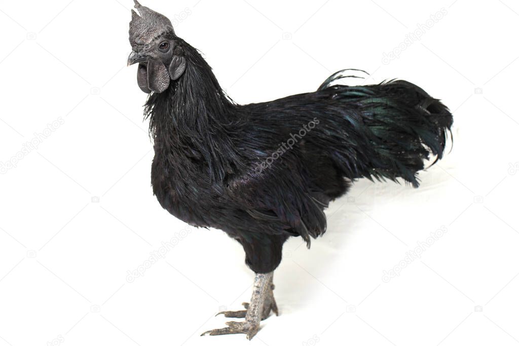 Black Rooster Ayam Cemani Chicken isolated on white background.