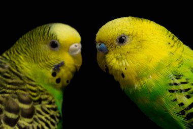 Bir çift muhabbet kuşu (Melopsittacus undulatus) kara arkaplanda izole edilmiş muhabbet kuşu