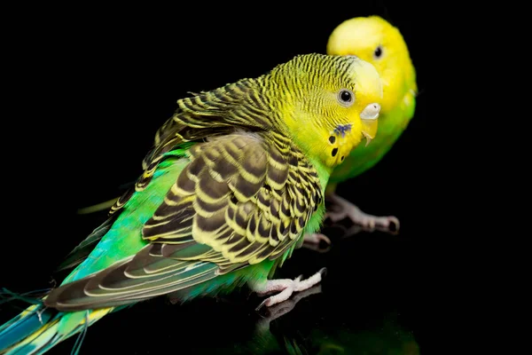 Пара Обыкновенных Попугаев Budgerigar Bird Melopsittacus Undulatus Budgie Выделены Черном — стоковое фото