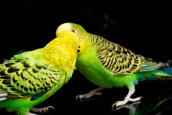 Dvojice Obyčejných Papoušků Budgerigar Bird Melopsittacus Undulatus Pupgie Izolované Černém — Stock fotografie