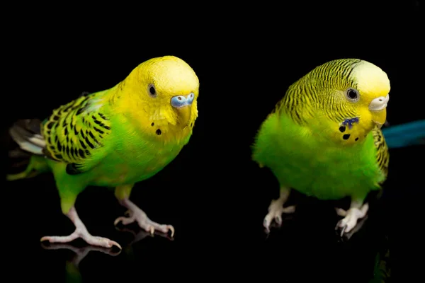 Dvojice Obyčejných Papoušků Budgerigar Bird Melopsittacus Undulatus Pupgie Izolované Černém — Stock fotografie