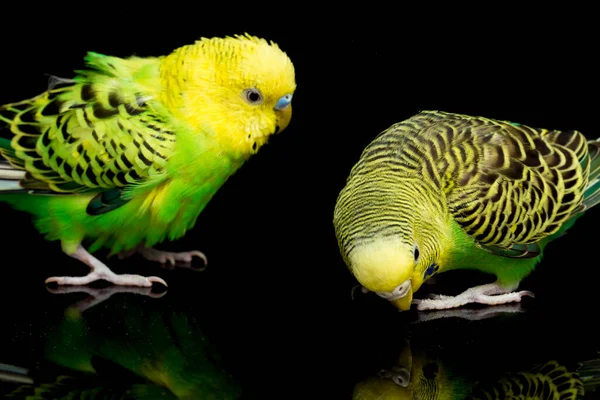 Bir Çift Muhabbet Kuşu Melopsittacus Undulatus Kara Arkaplanda Izole Edilmiş — Stok fotoğraf