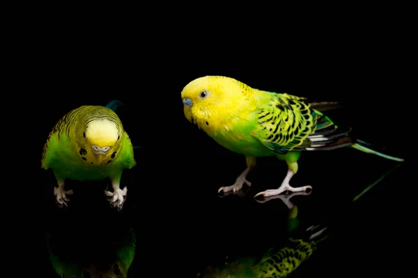 Para Papużek Papugowatych Melopsittacus Undulatus Papużka Wyizolowana Czarnym Tle — Zdjęcie stockowe