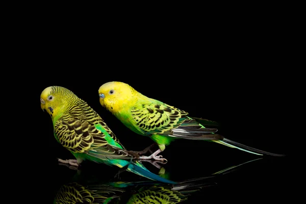 Bir Çift Muhabbet Kuşu Melopsittacus Undulatus Kara Arkaplanda Izole Edilmiş — Stok fotoğraf