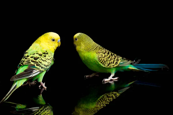 Pair Common Parakeets Budgerigar Bird Melopsittacus Undulatus Budgie Isolated Black — Stock Photo, Image