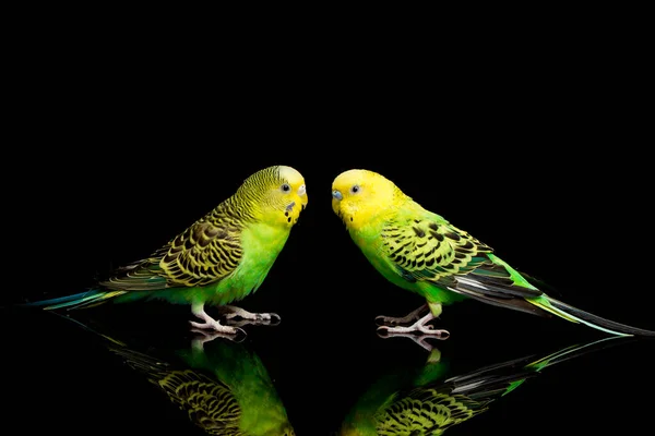 Dvojice Obyčejných Papoušků Budgerigar Bird Melopsittacus Undulatus Pupgie Izolované Černém — Stock fotografie