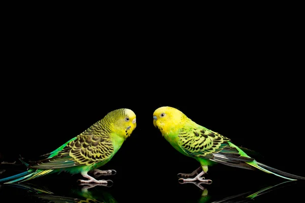 Ein Paar Sittiche Wellensittich Melopsittacus Undulatus Wellensittich Isoliert Auf Schwarzem — Stockfoto