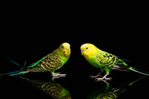 Dvojice Obyčejných Papoušků Budgerigar Bird Melopsittacus Undulatus Pupgie Izolované Černém — Stock fotografie