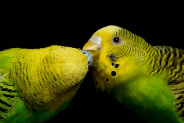 Paio Pappagalli Comuni Uccello Budgerigar Melopsittacus Undulatus Budgie Isolato Sfondo — Foto Stock