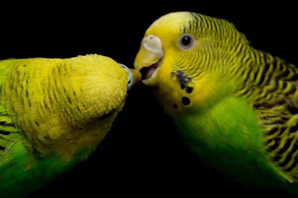 Une Paire Perruches Communes Perruche Perruche Melopsittacus Undulatus Isolée Sur — Photo